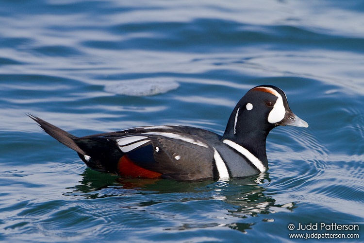 Harlequin Duck, Barnegat Lighthouse State Park, New Jersey, United States