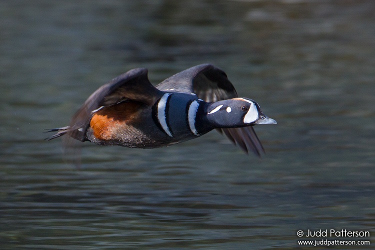 Harlequin Duck, Seward Peninsula, Nome, Alaska, United States