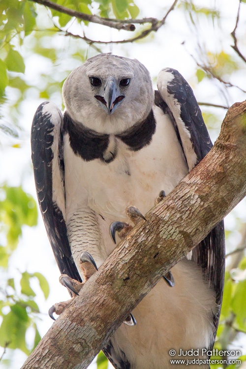 Harpy Eagle, Pipeline Road, Panama