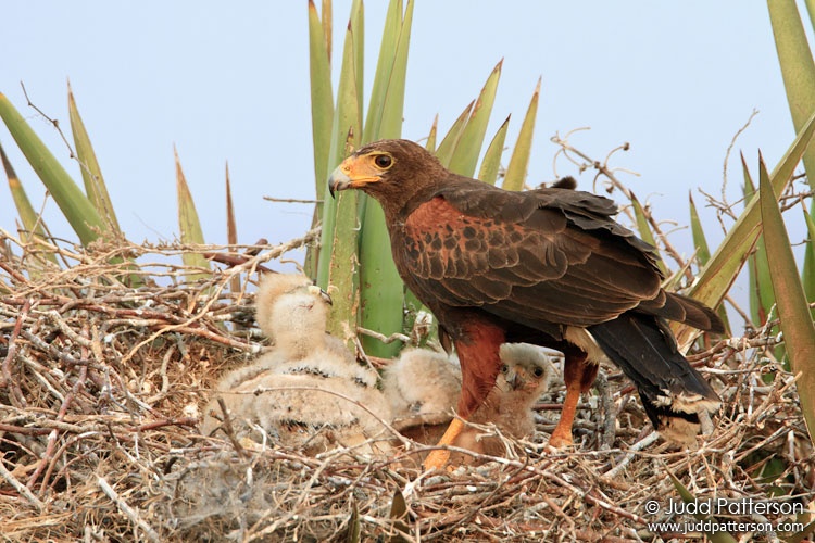 Harris's Hawk, Texas, United States