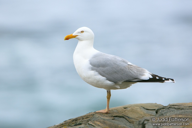 Herring Gull, Schoodic Peninsula, Maine, United States