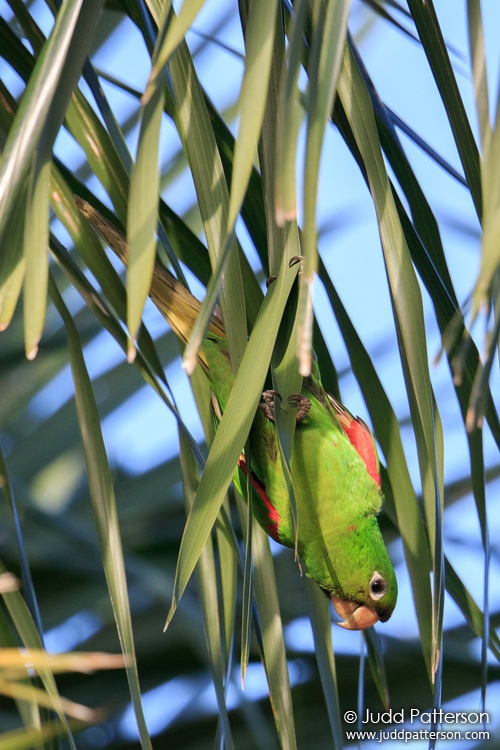 Hispaniolan Parakeet, Jardín Botánico Nacional, Santo Domingo, Dominican Republic