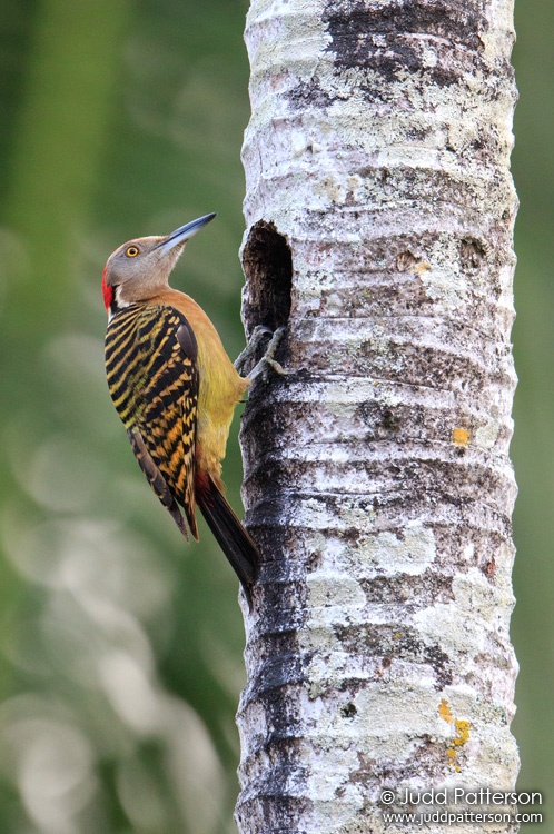 Hispaniolan Woodpecker, Jardín Botánico Nacional, Santo Domingo, Dominican Republic