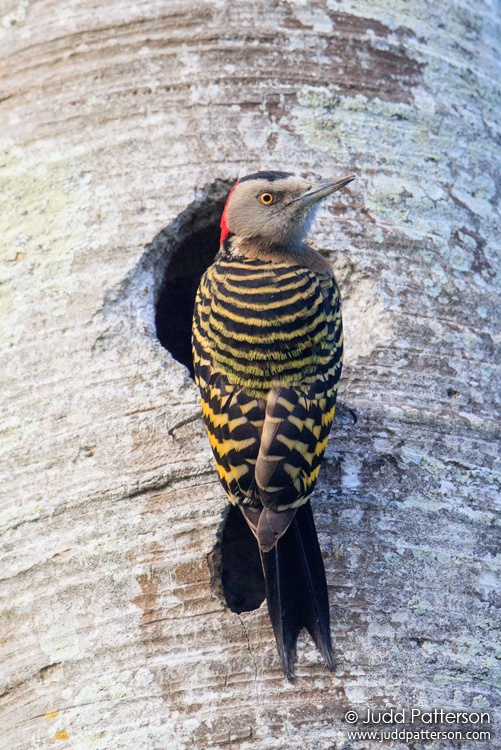 Hispaniolan Woodpecker, Jardín Botánico Nacional, Dominican Republic
