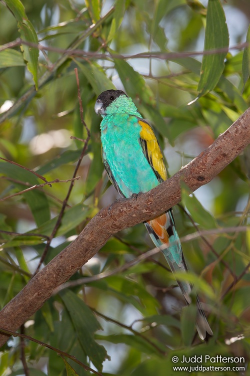 Hooded Parrot, Pine Creek, Northern Territory, Australia