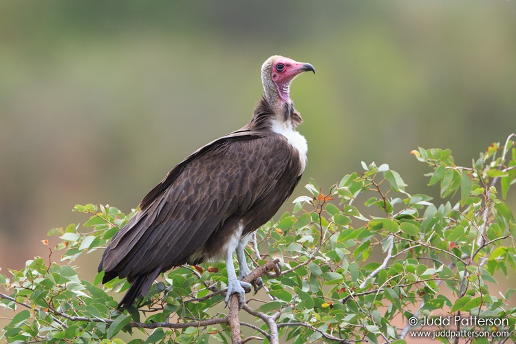 Hooded Vulture, Victoria Falls, Zimbabwe