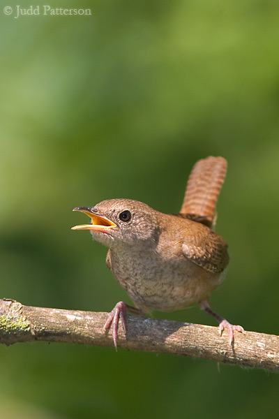 House Wren, DeSoto National Wildlife Refuge, Nebraska, United States