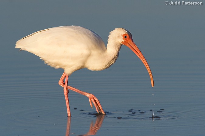 White Ibis, Fort De Soto Park, Florida, United States