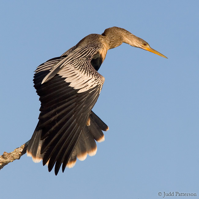 Anhinga, Venice Rookery, Venice, Florida, United States