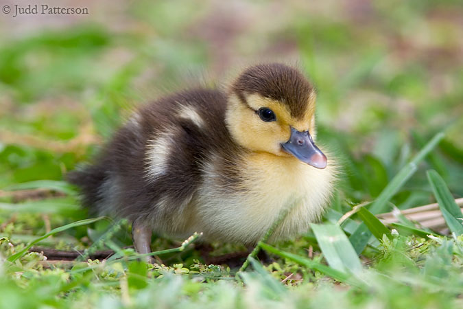 Muscovy Duckling, Key Biscayne, Miami, Florida, United States