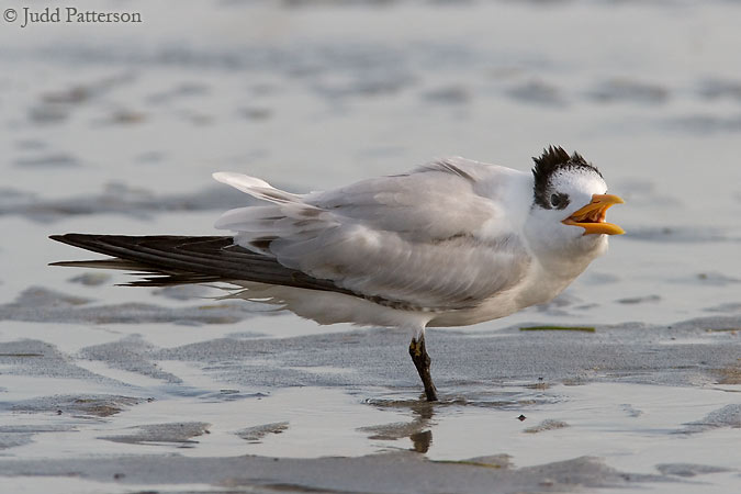 Royal Tern, Crandon Park, Miami, Florida, United States