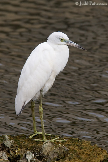 Little Blue Heron, St. Petersburg, Florida, United States