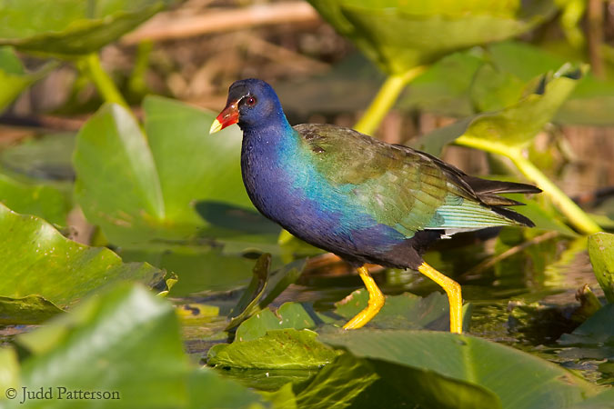 Purple Gallinule, Everglades National Park, Florida, United States