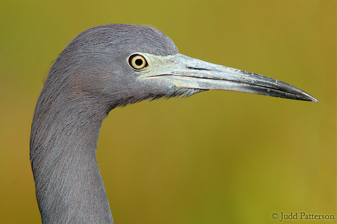 Little Blue Heron, Everglades National Park, Florida, United States