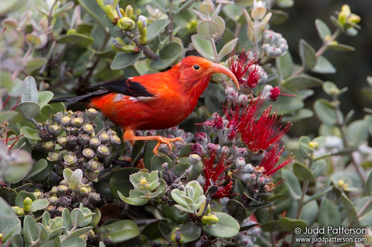 Iiwi, Hawaii, United States