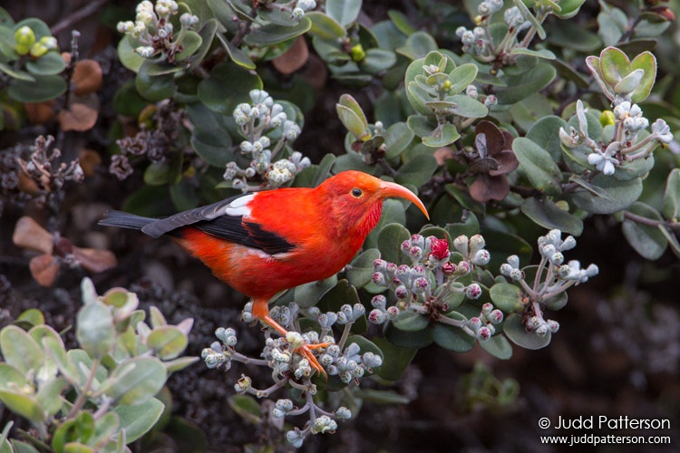 Iiwi, Hawaii, United States