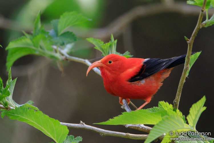 Iiwi, Hakalau Forest National Wildlife Refuge, Hawaii County, Hawaii, United States