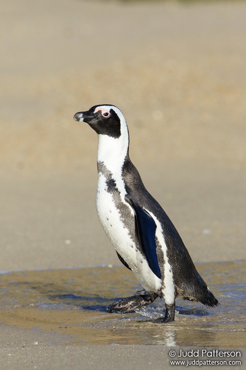Jackass Penguin, Boulder Beach, Western Cape, South Africa