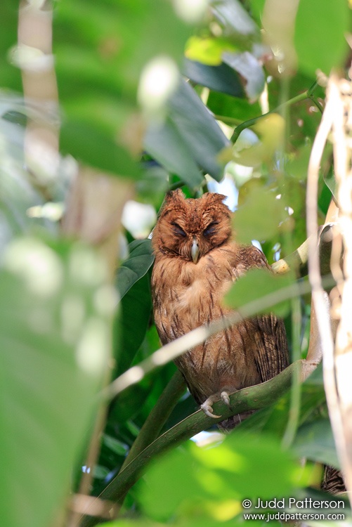 Jamaican Owl, Rocklands Bird Sanctuary, Jamaica