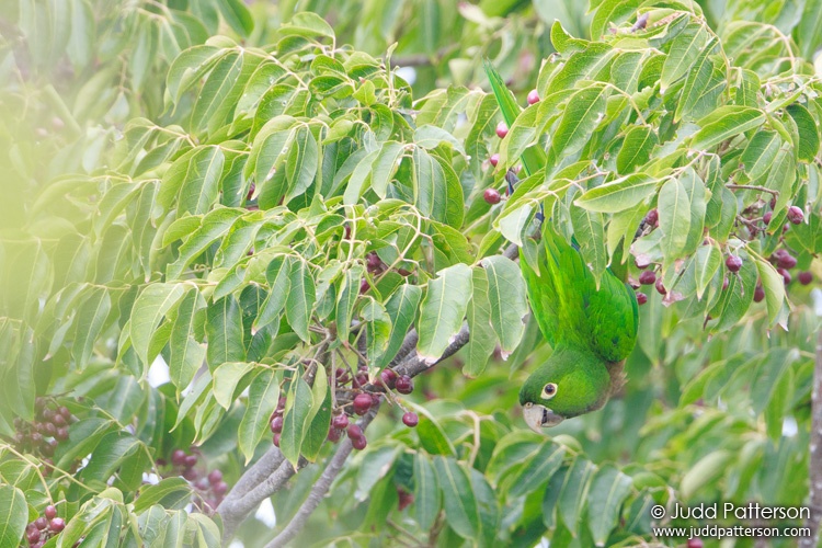 Olive-throated Parakeet, Montego Bay, Jamaica