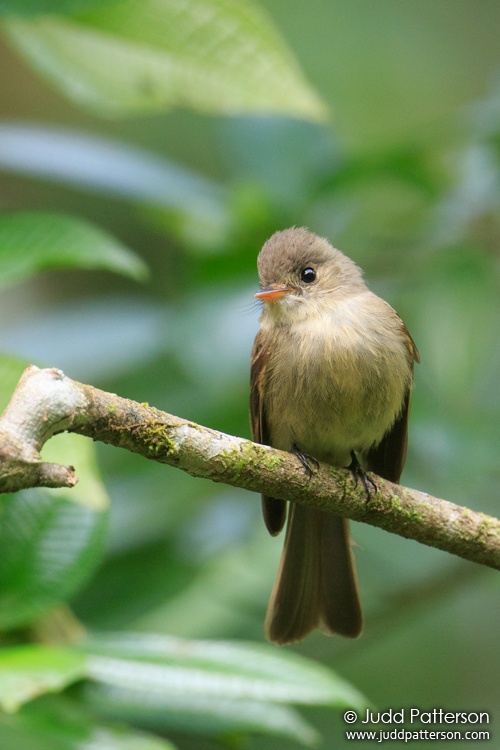 Jamaican Pewee, Cockpit Country, Jamaica