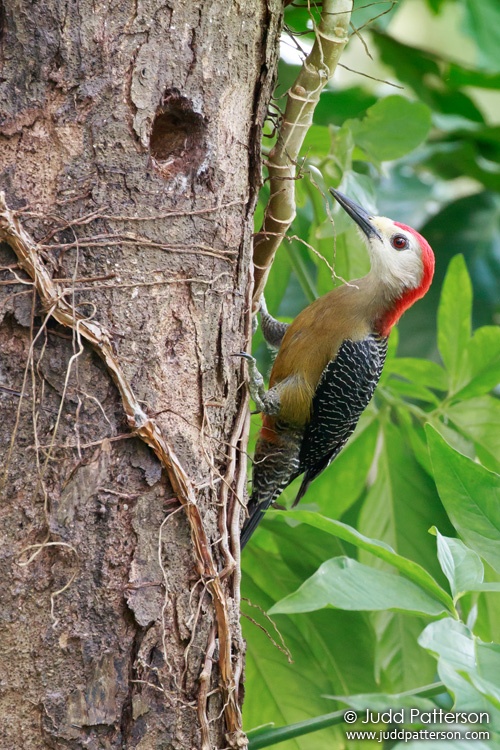 Jamaican Woodpecker, Rocklands Bird Sanctuary, Jamaica