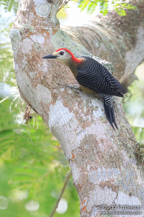 Jamaican Woodpecker, Rocklands Bird Sanctuary, Jamaica