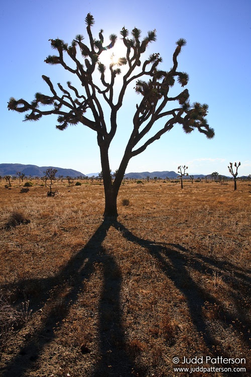 Stark, Joshua Tree National Park, California, United States