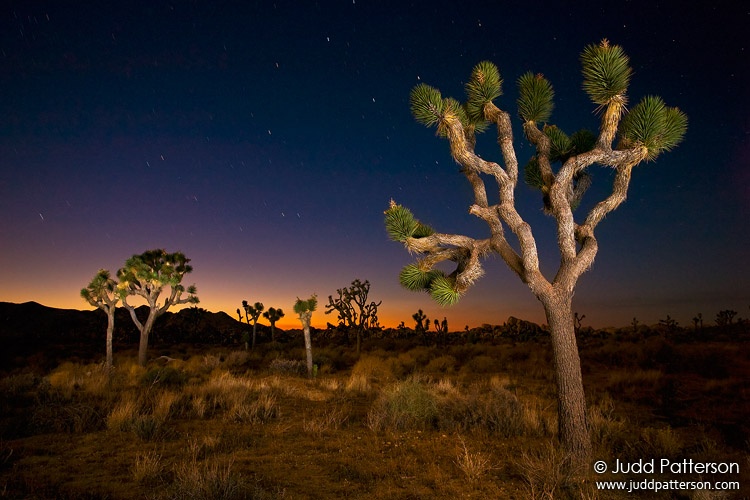 Joshua Tree Twilight, Joshua Tree National Park, California, United States