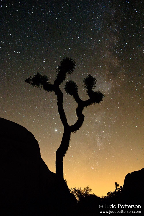 Joshua Tree Among the Stars, Joshua Tree National Park, California, United States