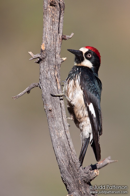 Acorn Woodpecker, Madera Canyon, Pima County, Arizona, United States