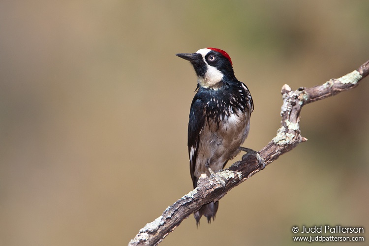 Acorn Woodpecker, Madera Canyon, Pima County, Arizona, United States