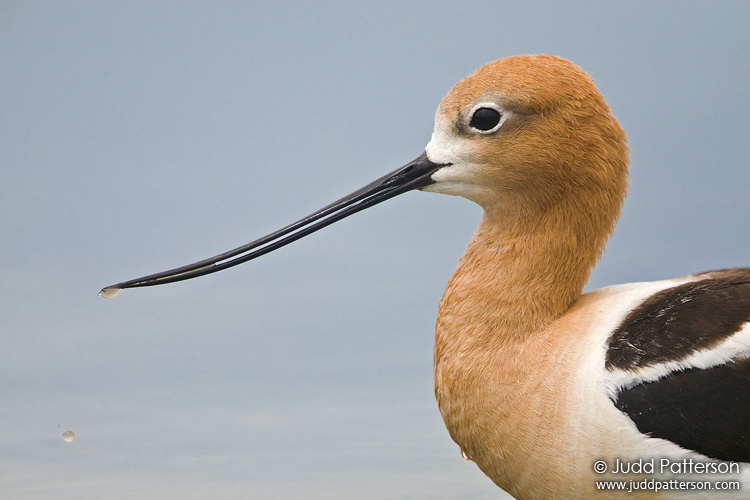 American Avocet, Farmington Bay WMA, Utah, United States