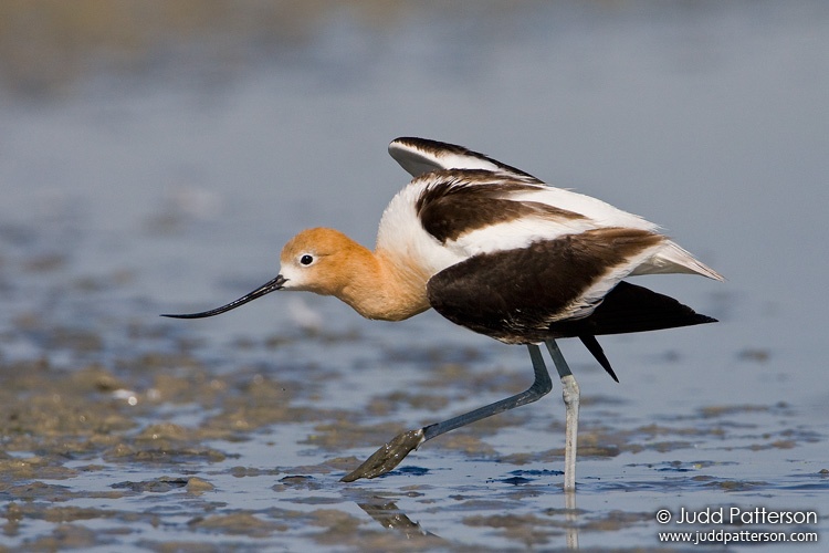 American Avocet, Farmington Bay WMA, Utah, United States