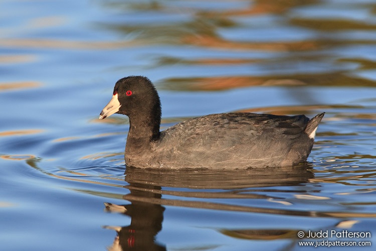 American Coot, Lakewood Park, Salina, Kansas, United States