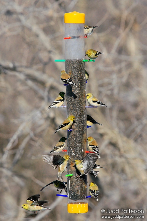 American Goldfinch, Riley County, Kansas, United States