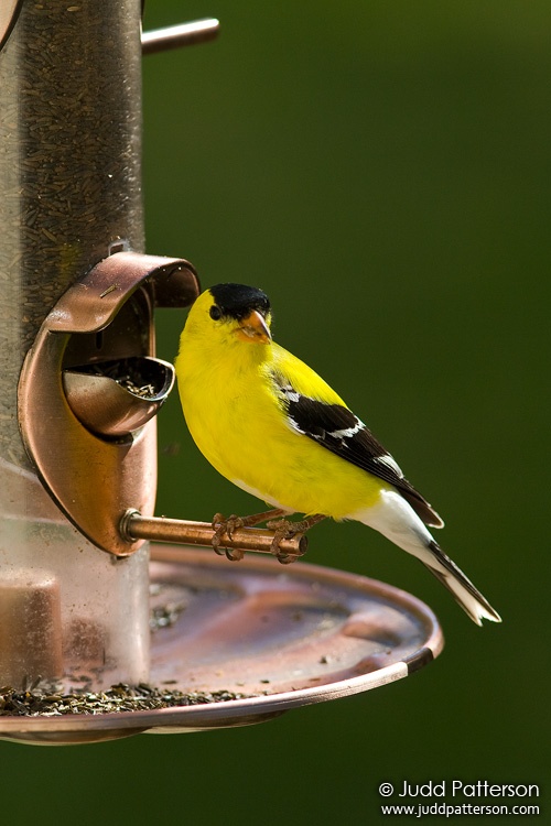 American Goldfinch, Salina, Kansas, United States