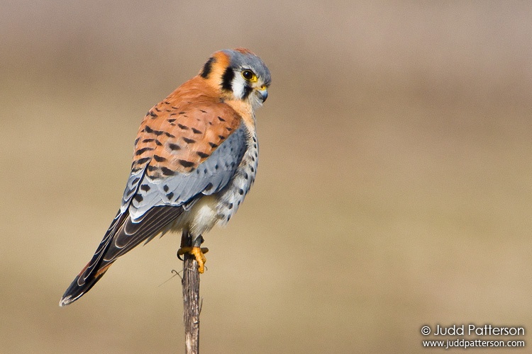 American Kestrel, Ridgefield National Wildlife Refuge, Washington, United States