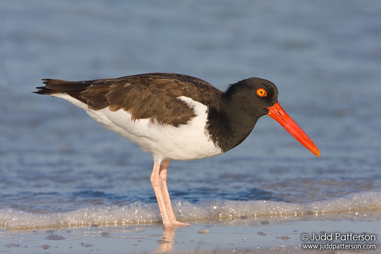 American Oystercatcher, Fort De Soto Park, Florida, United States