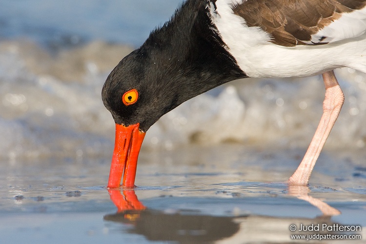 American Oystercatcher, Fort De Soto Park, Florida, United States