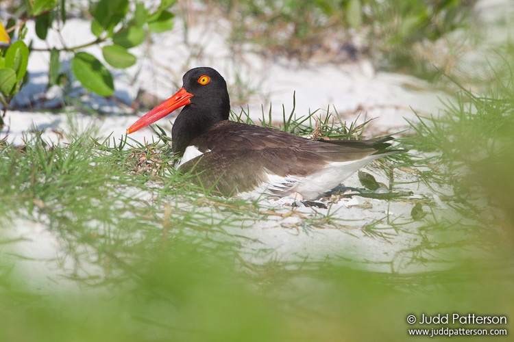 American Oystercatcher, Fort De Soto Park, Florida, United States