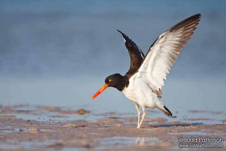 American Oystercatcher, Fort De Soto Park, Florida, United States