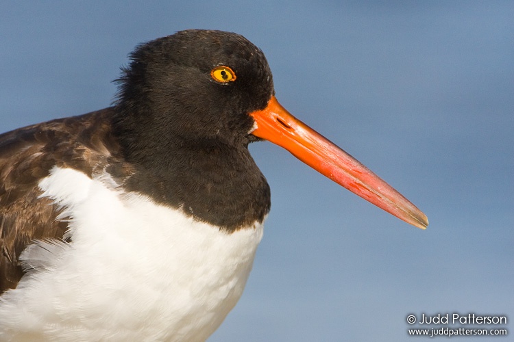 American Oystercatcher, Fort De Soto Park, Florida, United States