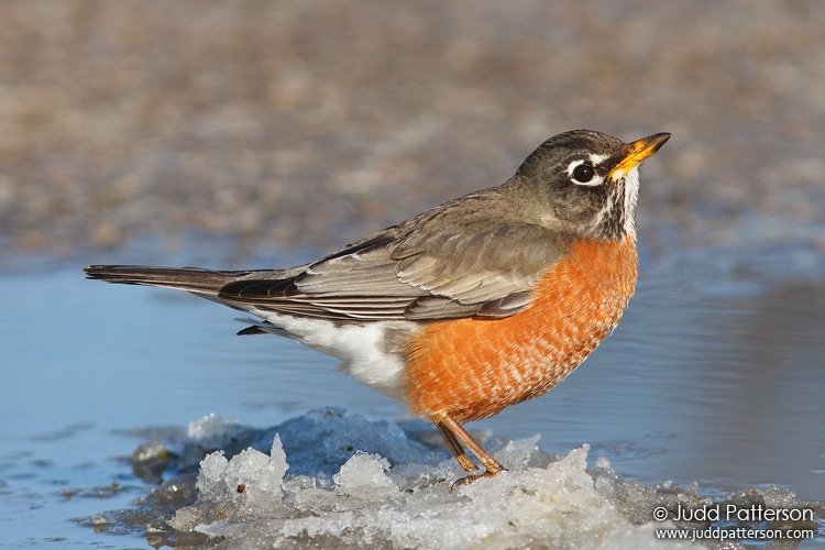 American Robin, Kansas State University Campus, Manhattan, Kansas, United States