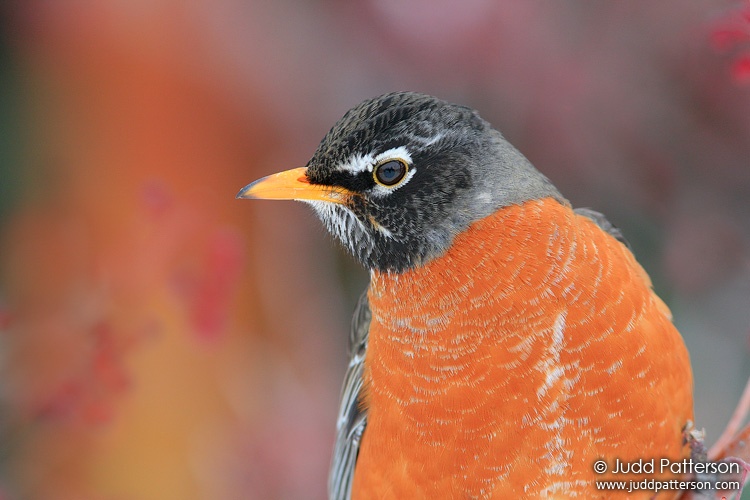 American Robin, Kansas State University Campus, Manhattan, Kansas, United States