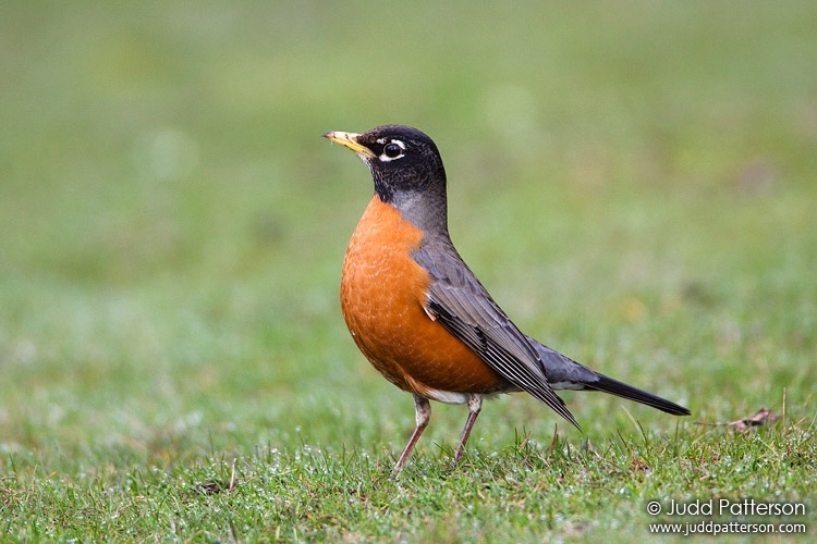 American Robin, Hillsboro, Oregon, United States