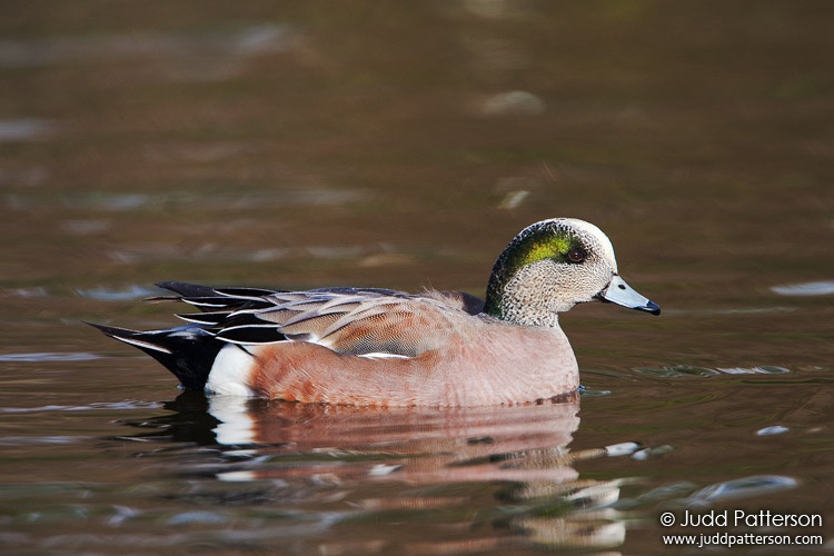 American Wigeon, Hillsboro, Oregon, United States