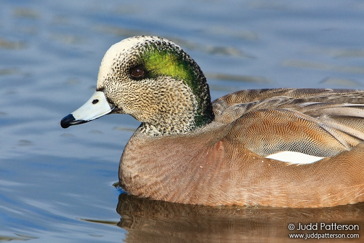 American Wigeon, Hillsboro, Oregon, United States