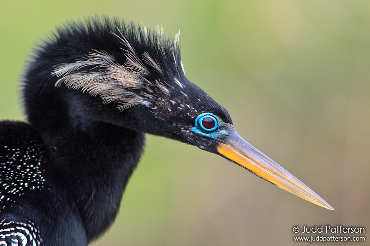 Anhinga, Everglades National Park, Florida, United States