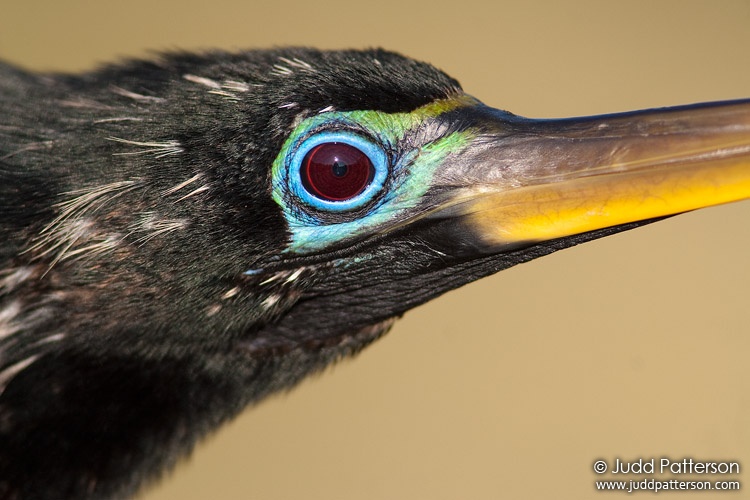 Anhinga, Everglades National Park, Florida, United States